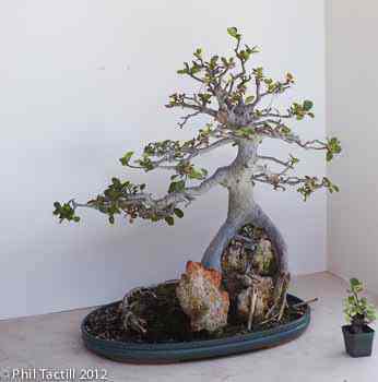 Ficus thonningii